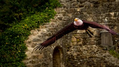 Puy du Fou Photo de Alex Guillaume sur Unsplash